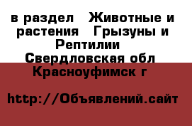  в раздел : Животные и растения » Грызуны и Рептилии . Свердловская обл.,Красноуфимск г.